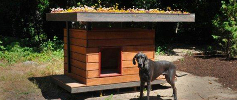 An Eco-Doghouse Made from Recycled Building Materials